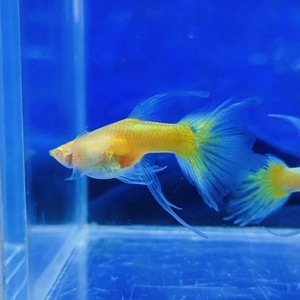 黄金满鳞蝶翼缎带大c活体白子纯种小型黄色孔雀鱼热带鱼