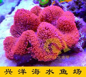 澳洲a级红地毯 海葵 珊瑚 海水鱼 活体 快递全国 视频挑选