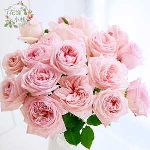 云南新鲜玫瑰鲜花粉荔枝白玫瑰红玫瑰香槟家用插花基地一件包邮