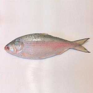 4-2.5斤左右新鲜美味海鲜