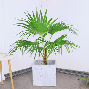 北欧风蒲葵盆栽大叶葵伞大型绿植棕榈树室内家居走廊庭院园林植物