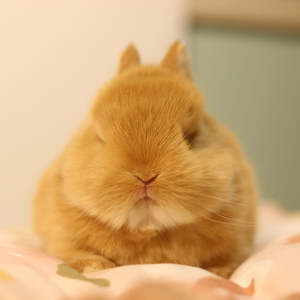 nantong0淘宝可爱宠物兔子活物迷你长不大小型侏儒兔活体垂耳兔海棠