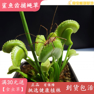 鲨鱼齿捕蝇草【大型品种吃虫子的食虫植物】捕虫草食人花带盆载好