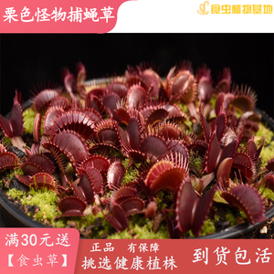 红色巨夹捕蝇草【栗色怪物捕蝇草】食人花绿植包邮盆栽大型品种