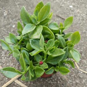 食用穿心莲盆栽牡丹吊兰菜田七心叶日中花苗吸甲醛四季好养蔬菜