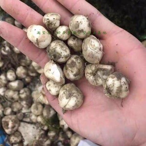 760人付款淘宝浙贝母种苗贝母种球