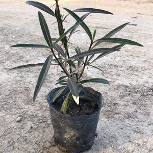 900人付款淘宝刣蛇剑花苗  刺血红 七星剑 血路草