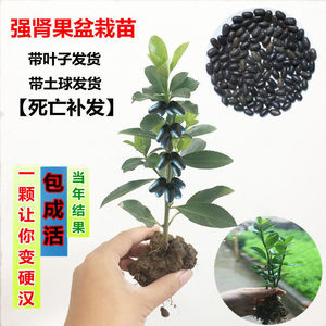 果树苗文玩双肾子树苗阴阳果树苗强肾嫁接风流果苗肾宝果树苗2人付款
