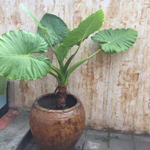 滴水观音盆栽大型绿植客厅水培植物霸王芋室内大叶吸甲醛花卉