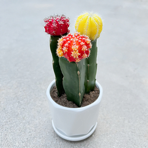 仙人球室内外阳台花卉办公室桌面防辐射多肉小植物盆景森耐旗舰店