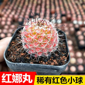 仙人球红娜丸会开花的红色稀有品种室内防辐射仙人掌多肉植物盆栽