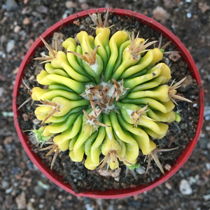 千波万波仙人球