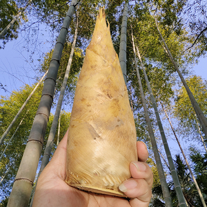 江西当季现挖野生冬笋去老根发货2021新鲜黄泥竹笋嫩笋2斤包邮