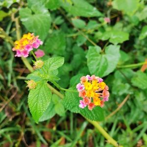 现摘新鲜五色花五色梅马缨丹皮肤止痒草药臭咱亩宝宝洗澡消风