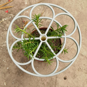 重瓣太阳花棒棒糖造型花支架爬藤植物花架阳台绿植花卉支撑杆