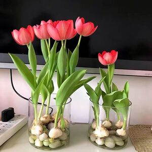 进口郁金香水培盆栽花卉大全养不死室内客厅办公室包活包开花耐寒