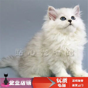 金吉拉 活体幼猫长毛猫 宠物猫绿眼金吉拉 波斯猫活体猫咪纯种