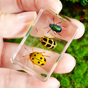 儿童科普玩具真实昆虫动物标本树脂创意小摆件蝎子蜘蛛甲虫幼儿园