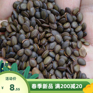 优质台湾相思树籽大叶柳相思树种子小叶相思马占相思树种子洋桂花