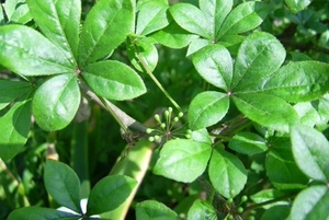 野生五加皮刺五加砍拐棒子一百针阳台室内盆栽绿植庭院现挖包邮