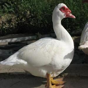 老鸭 土鸭 农家散养老番鸭  黑白番鸭西洋鸭毛重八斤整鸭活体现杀