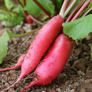 红萝卜新鲜湖南