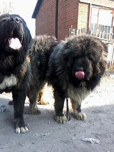 纯种高加索犬猛狗犬幼犬活体疫苗已做全国包邮 顺溜猎犬养殖