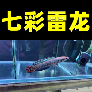 彩虹七彩雷龙鱼幼苗眼镜蛇雷龙红月观赏鱼淡水大型凶猛肉食好养活