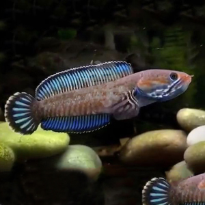 印度 雷龙鱼 阿萨姆奶茶雷龙 蓝帆 奶茶雷龙鱼苗 小型雷龙定水鱼