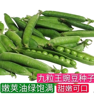 早熟高产豌豆种子散装籽九粒王大荚豌豆春季秋季阳台四季抗病