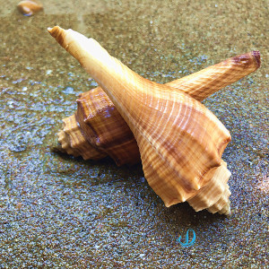 天然海洋贝壳海螺火炬螺寄居蟹三湖鱼劵被鱼用壳鱼缸水族造景摆件