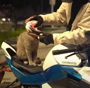 抖音同款 宠物头盔猫咪帅气迷你agv机车帽小熊公仔安全帽子摩托车