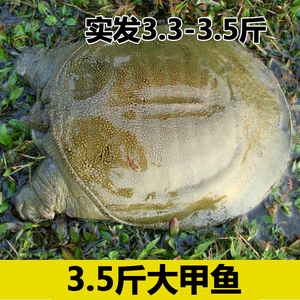 苗包邮王八海鲜活生态特产中华老鳖团水鱼新鲜土鳖顶贡堂旗舰店90