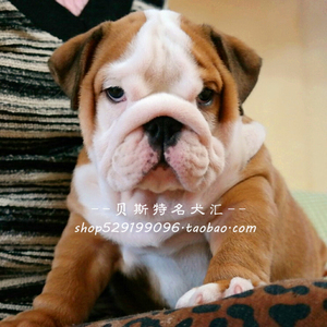 【贝斯特】出售纯种赛级血统英国斗牛犬幼犬活体黄白花英斗斗牛犬