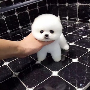 纯种博美犬幼犬活体长不大茶杯犬白色博美俊介小型犬家养宠物狗狗