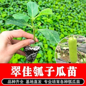 瓠瓜种子苗瓠子瓜早熟高产耐热瓠子春秋蔬菜种子孑种籽蒲瓜苗瓜苗