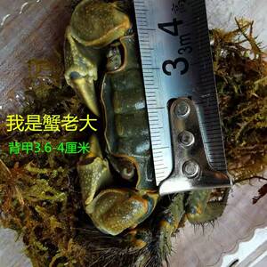 紫罗兰束腰紫地蟹相手蟹宠物蟹观赏蟹将军陆地淡水螃蟹水族辣椒蟹
