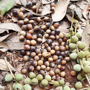 2021年新鲜苦槠子野生橡子天然择子苦珠栗子苦楮豆腐粉原料栎子果