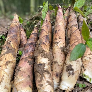 头茬新鲜象牙白笋建瓯笋竹城现挖现发5斤白壳精品象牙笋顺丰包邮