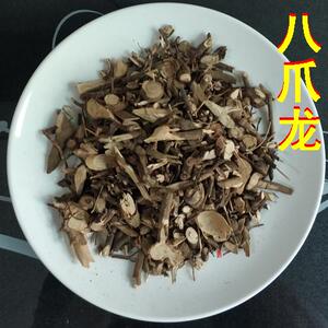 铁雨伞高八爪根八爪金龙根