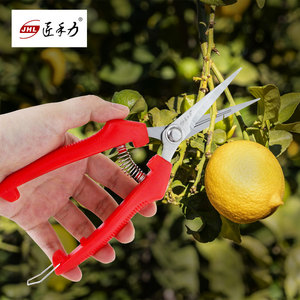 葡萄疏果专用剪刀园艺疏花修果剪采果摘果剪刀水果柑橘锯齿果园剪