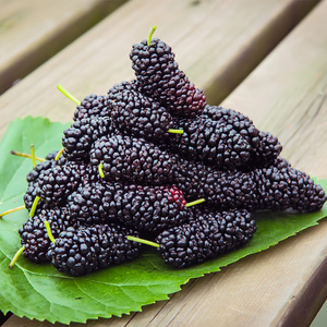 顺丰包邮 新鲜桑葚果2斤现摘黑桑椹孕妇时令水果泡酒桑果