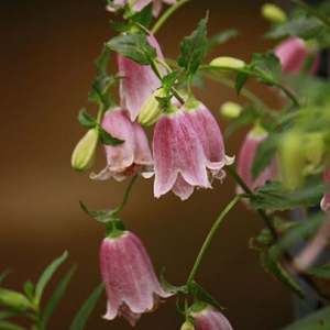 宿根花园植物多年生花卉日本风铃草红衣/黄二重/紫斑花苗盆栽