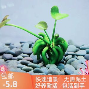 香蕉草鱼缸前景水草植物造景无需种植结蕉草活体淡水装饰阴性真草