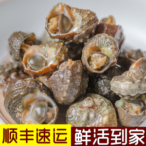 青岛鲜活海螺 苦螺 钉螺 连螺 莲螺1斤装1份 袋装 2份包邮顺丰