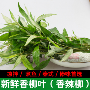 云南特产新鲜香柳叶 香辣柳 香柳菜 傣味泰国调料1斤