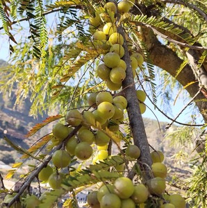 云南楚雄 深山野生滇橄榄 余干子 油甘果 新鲜水果1斤包邮酸果