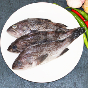 海捕野生黑石斑鱼海鱼海产黑鲈鱼黑鱼黑头鱼清蒸煲汤一份一斤一条