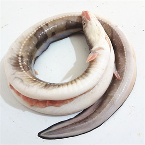 深海鳗鱼七星鳗韩餐日料食材肉质肥美无小刺一份一条500克以上