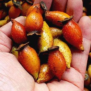 新鲜金樱子农家野生金英子刺榆子中药材男人泡酒佳品500g包邮